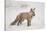 USA, Colorado, Pike National Forest.   of red fox carrying meadow vole-Don Grall-Stretched Canvas