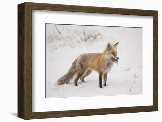 USA, Colorado, Pike National Forest.   of red fox carrying meadow vole-Don Grall-Framed Photographic Print