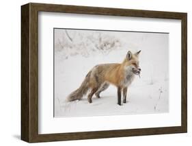 USA, Colorado, Pike National Forest.   of red fox carrying meadow vole-Don Grall-Framed Photographic Print