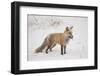 USA, Colorado, Pike National Forest.   of red fox carrying meadow vole-Don Grall-Framed Photographic Print