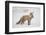 USA, Colorado, Pike National Forest.   of red fox carrying meadow vole-Don Grall-Framed Photographic Print