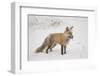 USA, Colorado, Pike National Forest.   of red fox carrying meadow vole-Don Grall-Framed Photographic Print