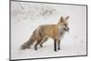 USA, Colorado, Pike National Forest.   of red fox carrying meadow vole-Don Grall-Mounted Photographic Print