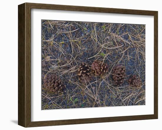 USA, Colorado. Pine cones and needles in Rocky Mountain NP.-Anna Miller-Framed Premium Photographic Print