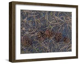 USA, Colorado. Pine cones and needles in Rocky Mountain NP.-Anna Miller-Framed Premium Photographic Print