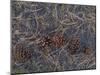 USA, Colorado. Pine cones and needles in Rocky Mountain NP.-Anna Miller-Mounted Premium Photographic Print