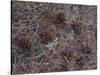 USA, Colorado. Pine cones and needles in Rocky Mountain NP.-Anna Miller-Stretched Canvas