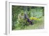 USA, Colorado, Rocky Mountain National Park. Bull Elk Grazing-Cathy & Gordon Illg-Framed Photographic Print