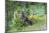 USA, Colorado, Rocky Mountain National Park. Bull Elk Grazing-Cathy & Gordon Illg-Mounted Photographic Print