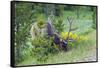 USA, Colorado, Rocky Mountain National Park. Bull Elk Grazing-Cathy & Gordon Illg-Framed Stretched Canvas