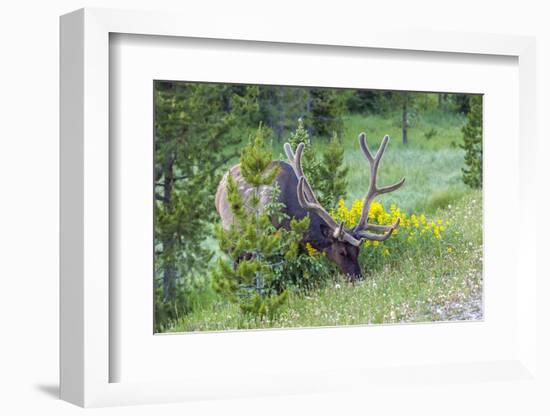 USA, Colorado, Rocky Mountain National Park. Bull Elk Grazing-Cathy & Gordon Illg-Framed Photographic Print