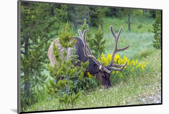 USA, Colorado, Rocky Mountain National Park. Bull Elk Grazing-Cathy & Gordon Illg-Mounted Photographic Print