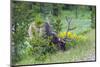 USA, Colorado, Rocky Mountain National Park. Bull Elk Grazing-Cathy & Gordon Illg-Mounted Photographic Print