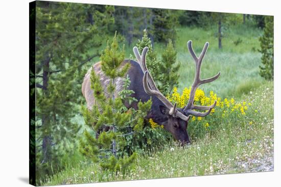 USA, Colorado, Rocky Mountain National Park. Bull Elk Grazing-Cathy & Gordon Illg-Stretched Canvas