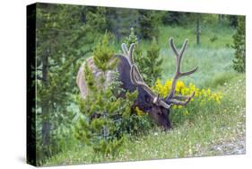 USA, Colorado, Rocky Mountain National Park. Bull Elk Grazing-Cathy & Gordon Illg-Stretched Canvas