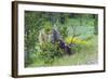 USA, Colorado, Rocky Mountain National Park. Bull Elk Grazing-Cathy & Gordon Illg-Framed Photographic Print