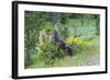 USA, Colorado, Rocky Mountain National Park. Bull Elk Grazing-Cathy & Gordon Illg-Framed Photographic Print