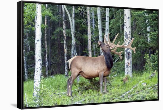 USA, Colorado, Rocky Mountain National Park. Bull Elk in Forest-Cathy & Gordon Illg-Framed Stretched Canvas