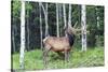 USA, Colorado, Rocky Mountain National Park. Bull Elk in Forest-Cathy & Gordon Illg-Stretched Canvas