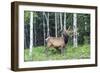 USA, Colorado, Rocky Mountain National Park. Bull Elk in Forest-Cathy & Gordon Illg-Framed Photographic Print