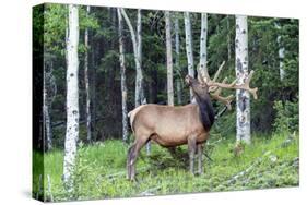 USA, Colorado, Rocky Mountain National Park. Bull Elk in Forest-Cathy & Gordon Illg-Stretched Canvas