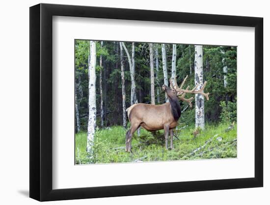 USA, Colorado, Rocky Mountain National Park. Bull Elk in Forest-Cathy & Gordon Illg-Framed Photographic Print
