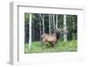 USA, Colorado, Rocky Mountain National Park. Bull Elk in Forest-Cathy & Gordon Illg-Framed Photographic Print