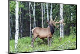 USA, Colorado, Rocky Mountain National Park. Bull Elk in Forest-Cathy & Gordon Illg-Mounted Photographic Print