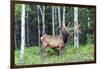 USA, Colorado, Rocky Mountain National Park. Bull Elk in Forest-Cathy & Gordon Illg-Framed Photographic Print