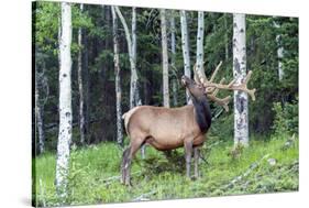 USA, Colorado, Rocky Mountain National Park. Bull Elk in Forest-Cathy & Gordon Illg-Stretched Canvas