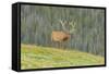 USA, Colorado, Rocky Mountain National Park. Bull Elk in Velvet Walking-Jaynes Gallery-Framed Stretched Canvas