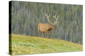 USA, Colorado, Rocky Mountain National Park. Bull Elk in Velvet Walking-Jaynes Gallery-Stretched Canvas