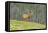 USA, Colorado, Rocky Mountain National Park. Bull Elk in Velvet Walking-Jaynes Gallery-Framed Stretched Canvas