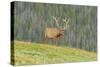 USA, Colorado, Rocky Mountain National Park. Bull Elk in Velvet Walking-Jaynes Gallery-Stretched Canvas