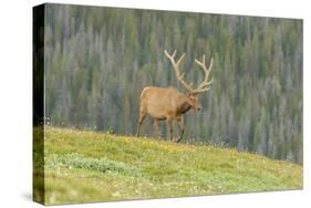 USA, Colorado, Rocky Mountain National Park. Bull Elk in Velvet Walking-Jaynes Gallery-Stretched Canvas