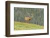 USA, Colorado, Rocky Mountain National Park. Bull Elk in Velvet Walking-Jaynes Gallery-Framed Photographic Print