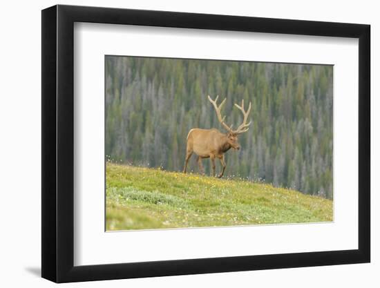 USA, Colorado, Rocky Mountain National Park. Bull Elk in Velvet Walking-Jaynes Gallery-Framed Photographic Print