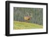 USA, Colorado, Rocky Mountain National Park. Bull Elk in Velvet Walking-Jaynes Gallery-Framed Photographic Print