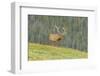 USA, Colorado, Rocky Mountain National Park. Bull Elk in Velvet Walking-Jaynes Gallery-Framed Photographic Print