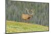 USA, Colorado, Rocky Mountain National Park. Bull Elk in Velvet Walking-Jaynes Gallery-Mounted Photographic Print