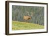 USA, Colorado, Rocky Mountain National Park. Bull Elk in Velvet Walking-Jaynes Gallery-Framed Photographic Print