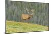 USA, Colorado, Rocky Mountain National Park. Bull Elk in Velvet Walking-Jaynes Gallery-Mounted Photographic Print