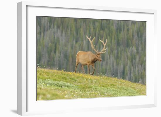 USA, Colorado, Rocky Mountain National Park. Bull Elk in Velvet Walking-Jaynes Gallery-Framed Photographic Print