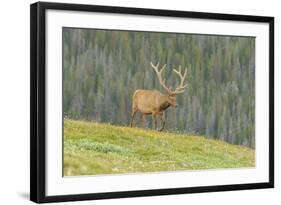 USA, Colorado, Rocky Mountain National Park. Bull Elk in Velvet Walking-Jaynes Gallery-Framed Photographic Print