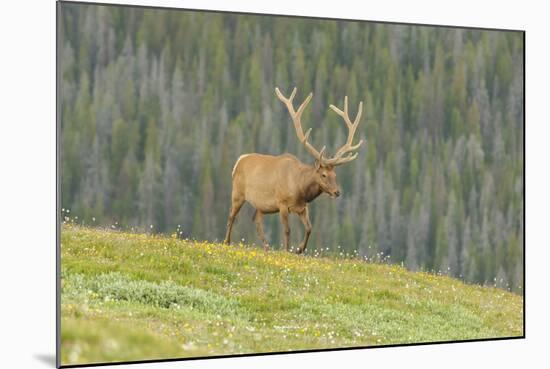 USA, Colorado, Rocky Mountain National Park. Bull Elk in Velvet Walking-Jaynes Gallery-Mounted Photographic Print