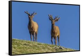 USA, Colorado, Rocky Mountain National Park. Bull Elks on Ridge-Cathy & Gordon Illg-Framed Stretched Canvas