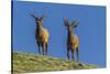 USA, Colorado, Rocky Mountain National Park. Bull Elks on Ridge-Cathy & Gordon Illg-Stretched Canvas