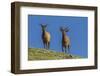 USA, Colorado, Rocky Mountain National Park. Bull Elks on Ridge-Cathy & Gordon Illg-Framed Photographic Print