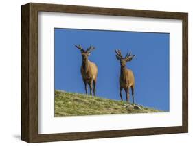 USA, Colorado, Rocky Mountain National Park. Bull Elks on Ridge-Cathy & Gordon Illg-Framed Photographic Print