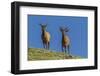 USA, Colorado, Rocky Mountain National Park. Bull Elks on Ridge-Cathy & Gordon Illg-Framed Photographic Print